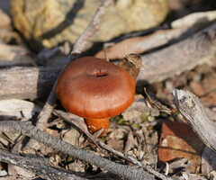 Cortinarius persplendidus