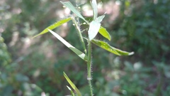 Dichanthelium praecocius