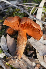 Cortinarius persplendidus