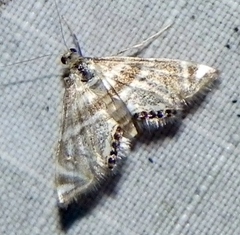 Petrophila canadensis