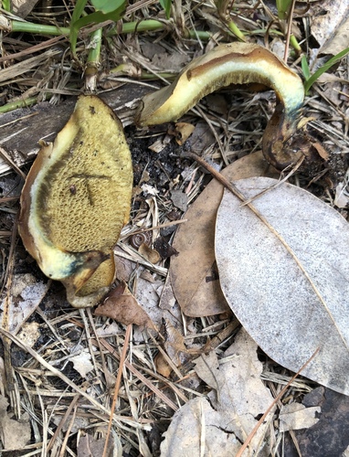 Boletinellus merulioides image