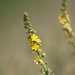 Common Agrimony - Photo (c) James Bailey, some rights reserved (CC BY-NC), uploaded by James Bailey