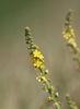 Common Agrimony - Photo (c) James Bailey, some rights reserved (CC BY-NC), uploaded by James Bailey