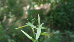 Dichanthelium praecocius