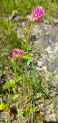 Gomphrena