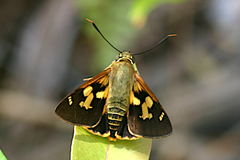 Trapezites symmomus