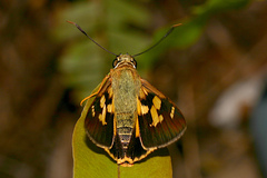 Trapezites symmomus