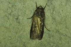 Actebia fennica
