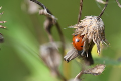 Cirsium
