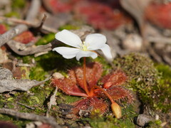 Drosera aberrans