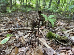 Monotropa uniflora
