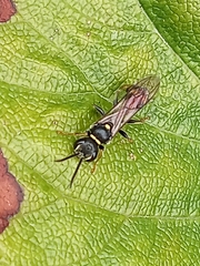 Mellinus arvensis