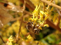 Anthophora