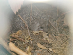 Hemiechinus auritus