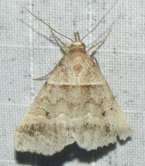 Phalaenophana pyramusalis