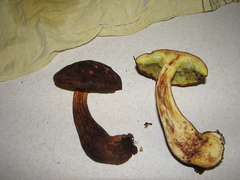 Aureoboletus mirabilis