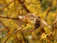 Anthophora