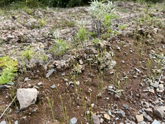 Hypericum gentianoides
