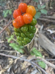 Arum italicum