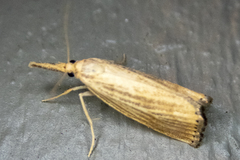 Agriphila vulgivagellus