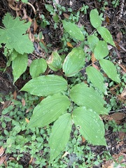 Prosartes smithii