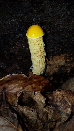 shaggy-stalked bolete