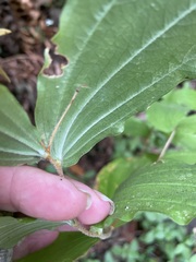 Prosartes smithii