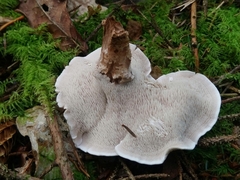 Phellodon tomentosus