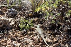 Sceloporus graciosus