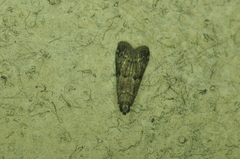 Vitula edmandsii