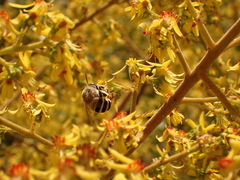 Anthophora