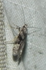 Coleotechnites atrupictella