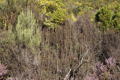 Seriphium cinereum