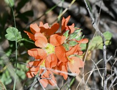 Sphaeralcea coccinea