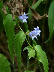 Gentiana asclepiadea