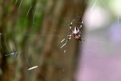 Neoscona domiciliorum