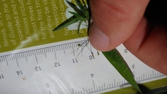 Dichanthelium praecocius