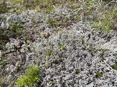 Stereocaulon saxatile