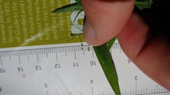 Dichanthelium praecocius