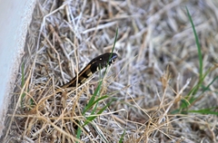 Thamnophis marcianus