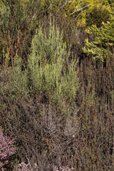 Passerina corymbosa