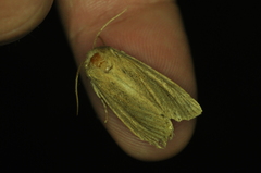 Globia oblonga