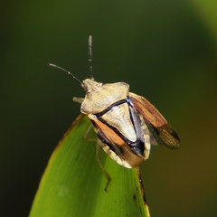 Carpocoris purpureipennis