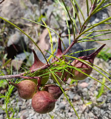 Asclepias linaria
