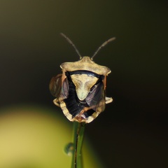 Carpocoris purpureipennis