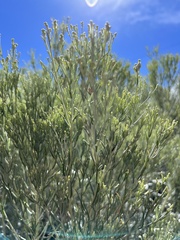 Baccharis sarothroides