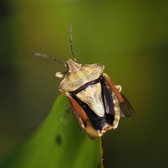 Carpocoris purpureipennis