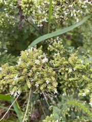 Origanum vulgare