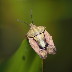 Carpocoris purpureipennis