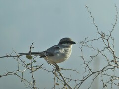 Lanius excubitor
